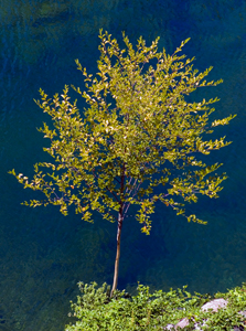 A photo of a tree